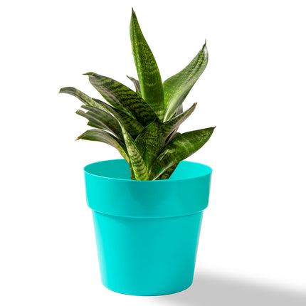 Planter Small